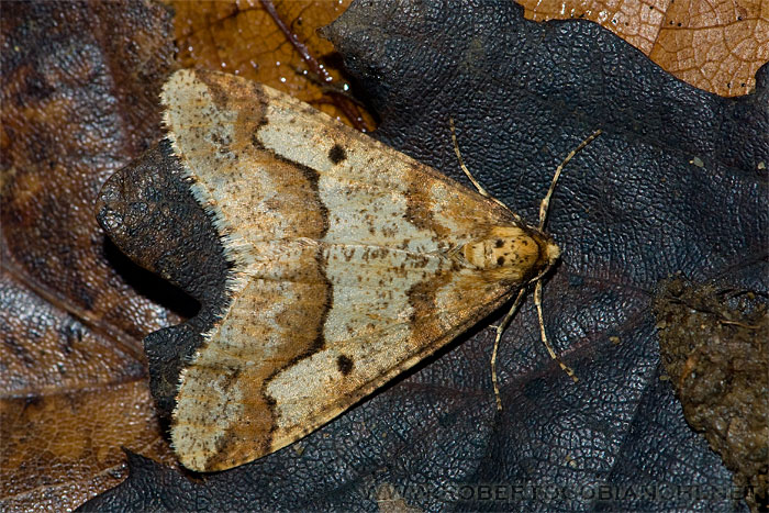 da identificare - Erannis defoliaria